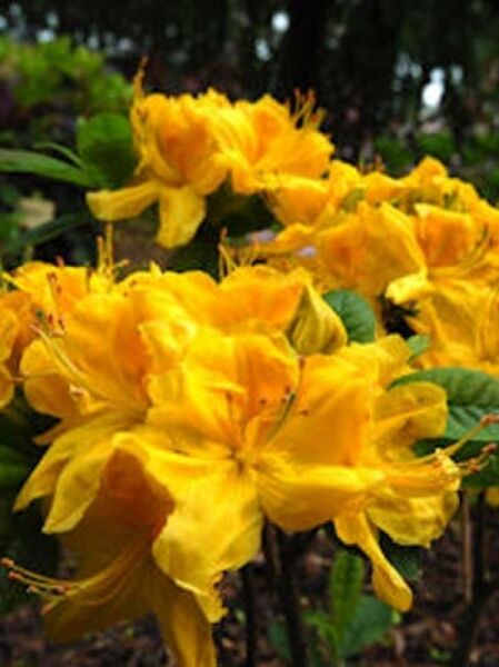 Azalea luteum 'Hugh Wormald' (Knap-Hill) / Laubabwerfende Azalee 'Hugh Wormald'