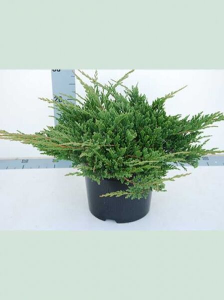 Juniperus horizontalis 'Prince of Wales' – Teppich-Wacholder 'Prince of Wales', kompakte grüne Bodendeckerpflanze im Topf, 40–50 cm breit, C10