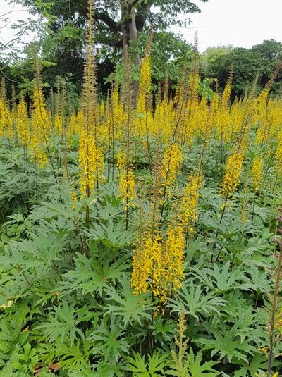 Kerzen-Greiskraut  / Ligularia przewalskii