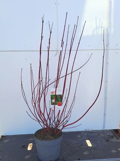 Weißbunter Purpur-Hartriegel (Cornus alba 'Sibirica Variegata') im Topf, 80–100 cm, C5, mehrtriebiger Strauch mit roten Zweigen