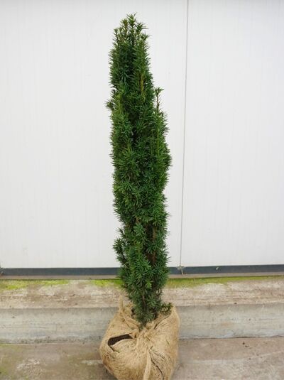 Schmale Sulen-Eibe - Taxus baccata 'Fastigiata Robusta' - Baumschule  NewGarden