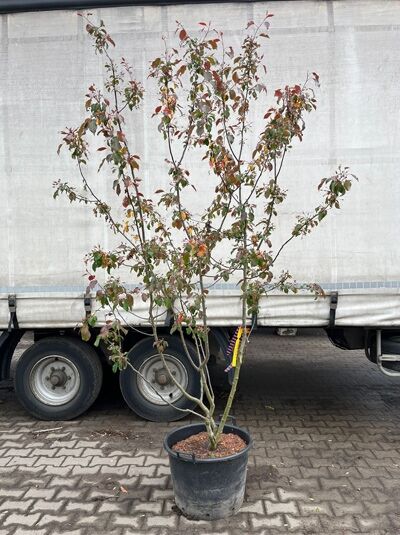 Zierapfel 'Royalty' / Malus 'Royalty'