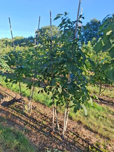 Amerikanisches Gelbholz 'mehrstämmig' / Cladrastis kentukea / Cladrastis lutea