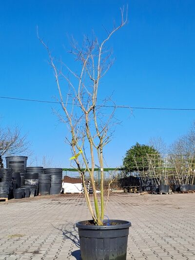 Chinesische Kräuselmyrte 'Coccinea' 200-250 cm / Lagerstroemia indica 'Coccinea' (1567142)