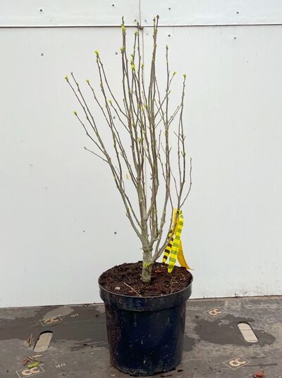 Garten-Eibisch (Hibiscus syriacus) 'Admiral Dewey', mehrtriebiger Strauch im schwarzen Topf, 40–60 cm, C3