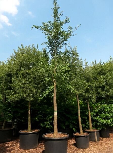 Ginkgo biloba (Ginkgobaum/Fächerblattbaum) Hochstamm 35-40 StU im Container, schlanker Stamm mit Krone im Topf
