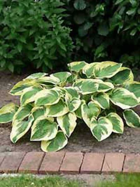 Blaue Gelbrand-Funkie 'Wide Brim' / Hosta 'Wide Brim ®'