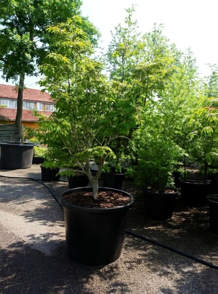 Eisenhutblättriger Ahorn Acer japonicum 'Aconitifolium', 175-200 cm, im Container C150, mehrstämmiger Strauch mit grünem Laub.