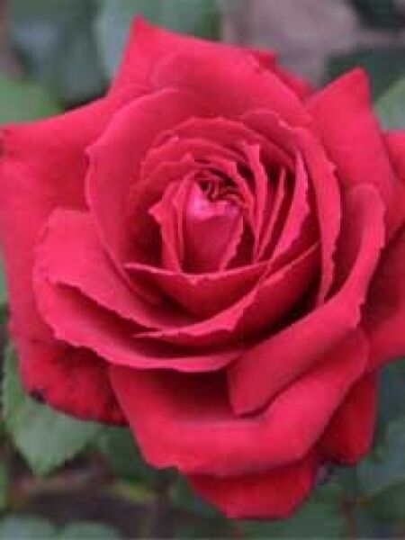 Rosa 'Duftfestival ®' / Edelrose 'Duftfestival'