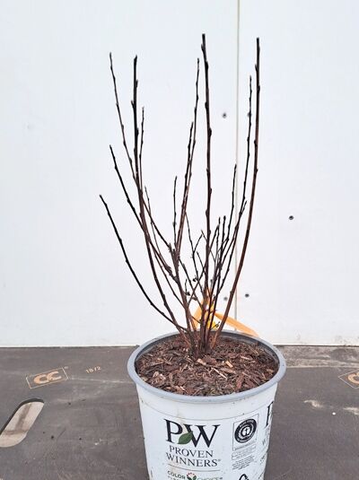 Physocarpus opulifolius 'Tiny Wine ®' / Blasenspiere 'Tiny Wine' 40-50 cm C3 im Topf, mehrtriebiger Strauch mit kahlen Zweigen