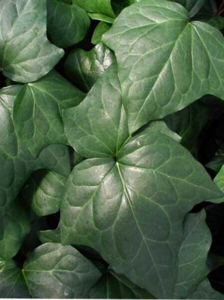 Nordafrikanisches Efeu / Hedera algeriensis
