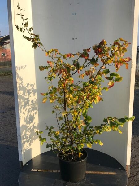 Parrotia persica (Eisenholzbaum) Parrotie 150-175 cm C20 mit verzweigten Trieben und grün-gelblich bis rötlichem Laub im Topf