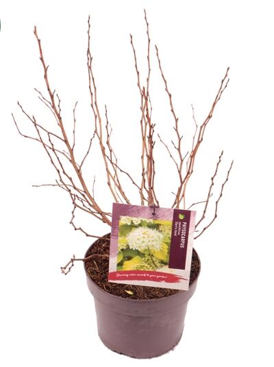 Goldgelbe Blasenspiere / Physocarpus opulifolius 'Dart's Gold'