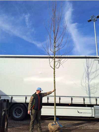 Feuer-Ahorn (Acer freemanii) 'Celebration' Hochstamm mit geradem Stamm, kahlen Zweigen und Ballen.