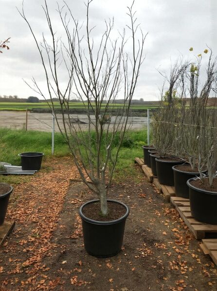 Kanadischer Judasbaum (Cercis canadensis) 'Royal White' 250-300 cm im Container C80, mehrstämmig mit verzweigten Trieben.