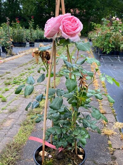 Rosa 'Giardina' / Kletterrose 'Giardina' C5, getopfte Kletterrose mit rosa Blüten, aufgebunden an Rankhilfe, mit grünem Laub.