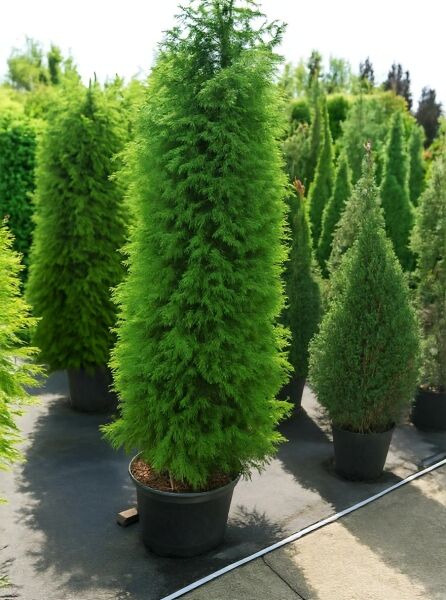 Sicheltanne 'Elegans' (Cryptomeria japonica 'Elegans') 175-200 cm, C50, im Topf, säulenförmiger Nadelbaum mit dichtem Grün.