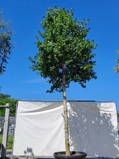 Stechpalme 'Nellie R. Stevens' (Ilex mutchagara) Hochstamm 25-30 StU im Container, immergrünes Laub, rundliche Krone.