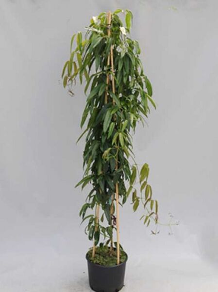 Immergrüne Waldrebe Clematis armandii 'Apple Blossom', Variante 175-200 cm C20, Kletterpflanze im Container mit Rankhilfe.