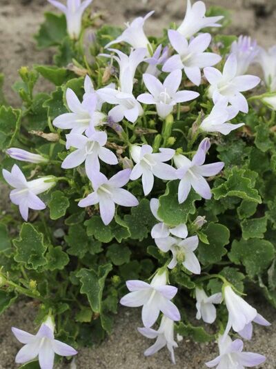 Polster-Glockenblume 'Lieselotte' / Campanula portenschlagiana 'Lieselotte'