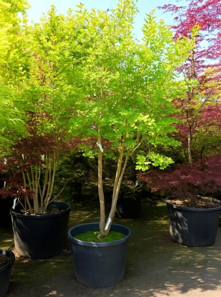 Lagerstroemia indica (Indische Lagerströmie) mit grünem Laub im Topf, 200–250 cm, C50, Variante weiße Blüte.