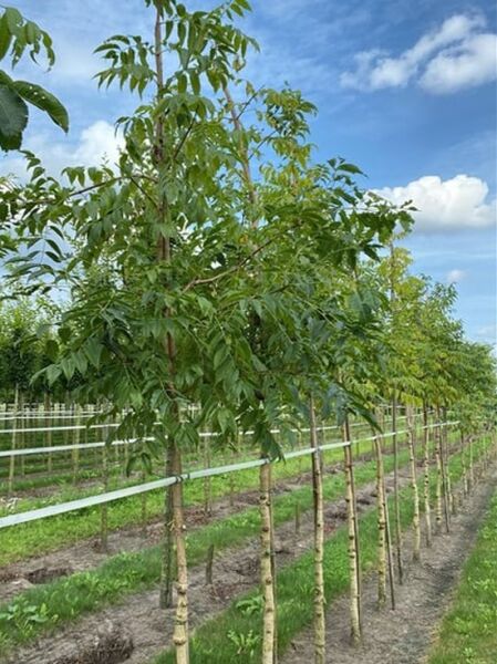 Amur-Korkbaum / Amur-Korkbaum