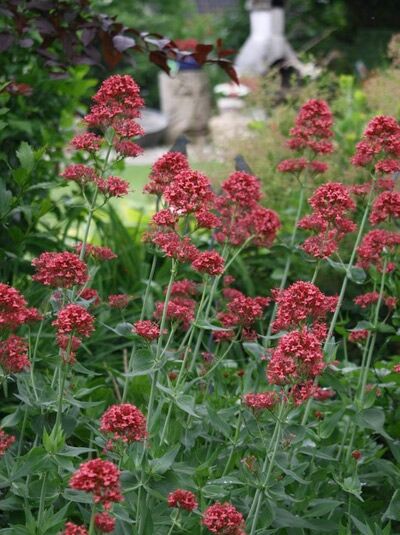 Spornblume 'Coccineus' / Centranthus ruber 'Coccineus'