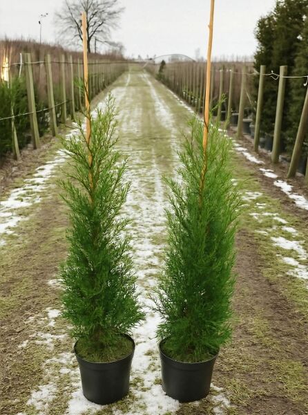 Grüne Bastardzypresse '2001' (Cupressocyparis leylandii '2001'), 80–100 cm, im C4-Topf, zwei Pflanzen mit Stützstab.