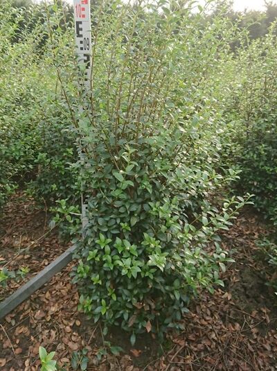 Osmanthus burkwoodii / Frühlings-Duftblüte 80-100 cm m. B., dicht verzweigter Strauch mit glänzend grünen, ovalen Blättern