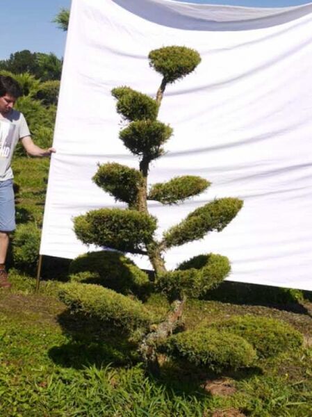 Garten-Bonsai Juniperus media 'Hetzii' (Sadebaum), H 200 cm, B 170 cm, geschnittene Polsterform am Stamm.