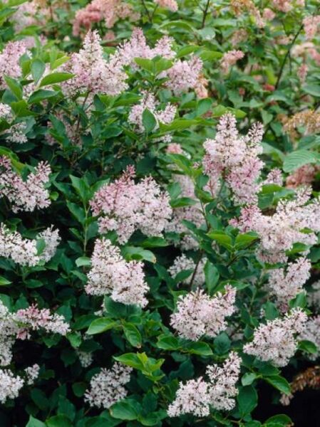 Koreanischer Flieder 'Miss Kim / Koreanischer Flieder 'Miss Kim