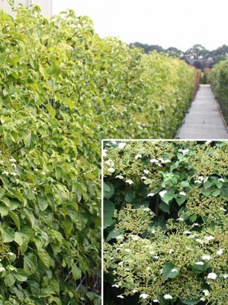 Kletter-Hortensie / Fertighecke / Heckenelement 180 cm / Hydrangea anomala Petiolaris