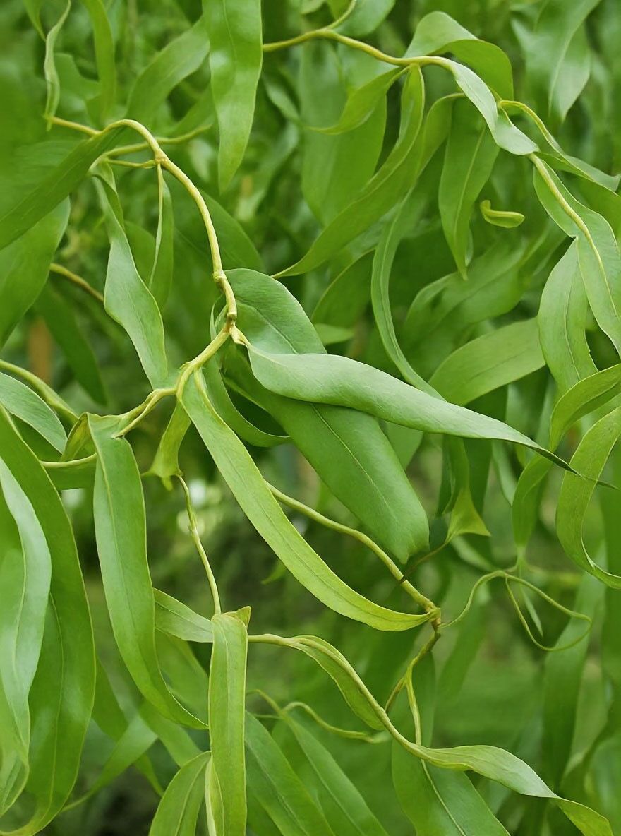 Korkenzieherweide Salix Matsudana - Gedrehte Zweige, Winterhart Bis -20°C