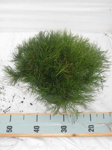 Pinus mugo mughus / Krummholz-Kiefer