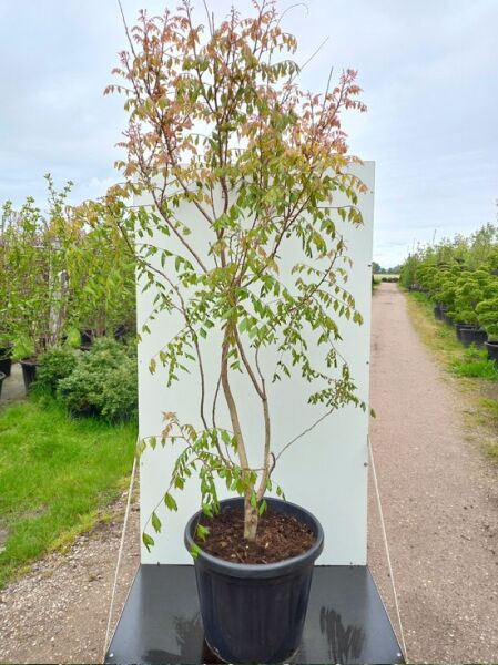 Koelreuteria paniculata (Blasenesche) 200-250 cm C50, mehrstämmiger Baum im Container mit grünem Laub und roten Austrieben