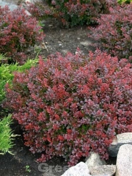 Berberis thunbergii 'Bagatelle' / Rote Zwergkugelberberitze 'Bagatelle'