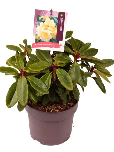 Rhododendron 'Goldinetta' / Rhododendron wardii 'Goldinetta ®'