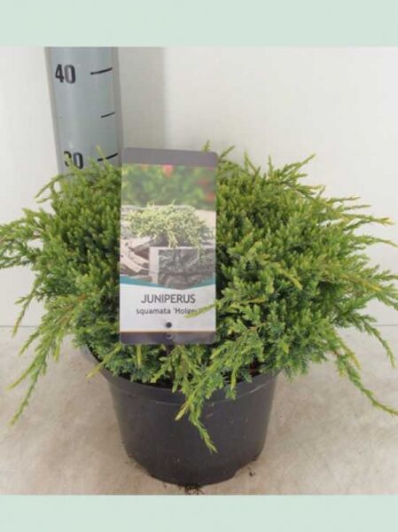 Juniperus squamata 'Holger' / Zwerg-Wacholder 'Holger' im Topf, buschiger, kompakter Wuchs, ca. 30–40 cm breit, C7