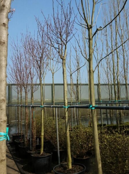 Quercus rubra (Rot-Eiche), Amerikanische Rot-Eiche Hochstamm 14-16 StU im Container mit aufrechtem Stamm und Kronenansatz.