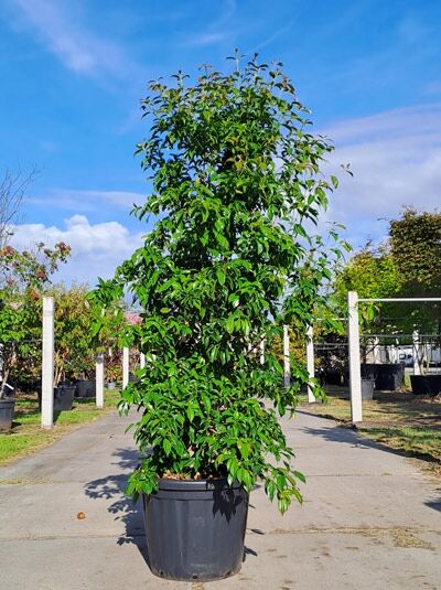 Hongkong-Hartriegel 200-250 cm  / Hongkong-Hartriegel 200-250 cm 