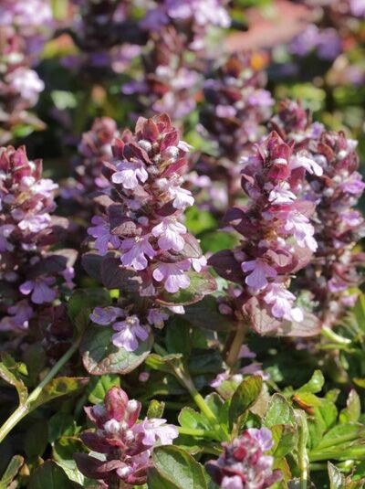 Günsel 'Tottenham' / Ajuga reptans 'Tottenham'