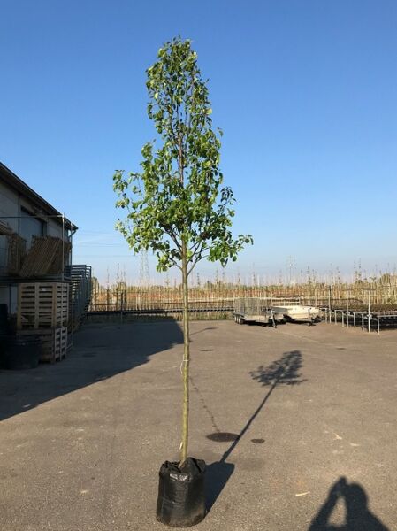 Pyrus calleryana 'Chanticleer' / Chinesische Wild-Birne 'Chanticleer' Hochstamm 12-14 StU im Container mit grünem Laub