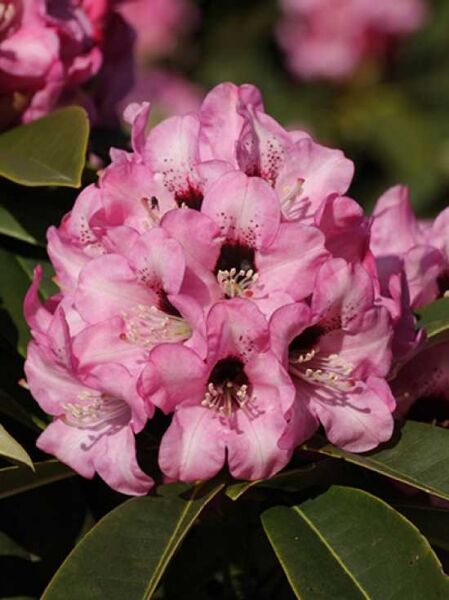 Rhododendron calophytum 'Dominik' / Rhododendron 'Dominik'