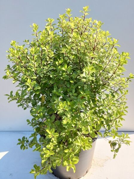 Pittosporum ’Irene Patterson‘ / Schmalblättrige Klebsame ’Irene Patterson‘ 50-60 cm C20, buschige Topfpflanze mit grünem Laub