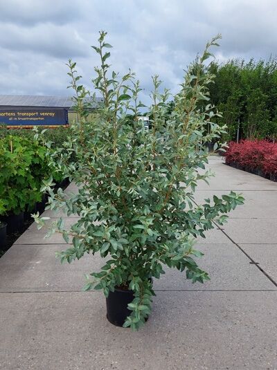 Silberne Russische Olive „Quicksilver“ (Elaeagnus angustifolia) 125–150 cm C20, mehrstämmiger Strauch im schwarzen Pflanztopf mit silbrigem Laub.