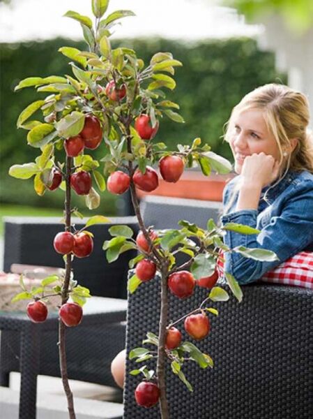 Säulen-Apfel 'Mini Red Apple' / Malus 4Sure 'Mini Red Apple'