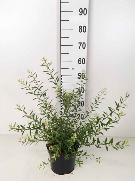 Weiße Rispen-Spiere 'Grefsheim' / Weiße Rispen-Spiere 'Grefsheim'