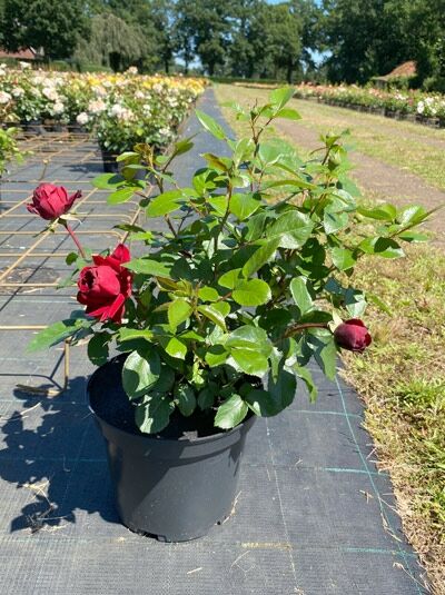 Beetrose Rosa 'Jugendliebe'® im C5-Topf, rosafarbene, gefüllte Blüten und dunkelgrüne, glänzende Blätter.