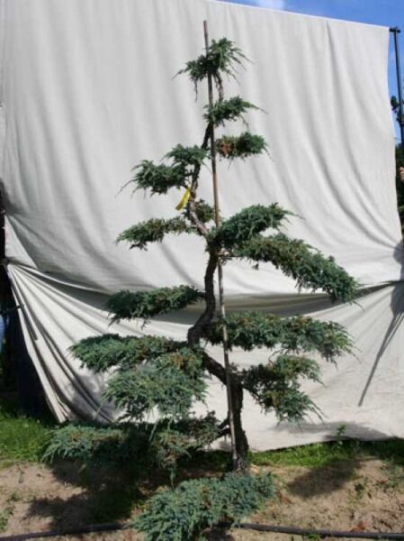 Garten-Bonsai (306126) / Juniperus squamata 'Blue Carpet' H: 230 cm B: 160 cm