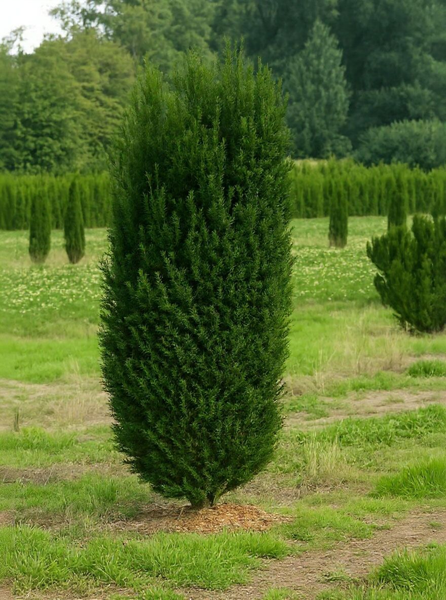 Kegel-Eibe - Taxus baccata 'Overeynderi' - Baumschule NewGarden